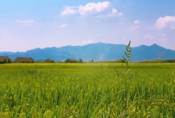 黄山包车 | 宏村+塔川+碧山村+西递一日游【[一对一包车]专车上门接送，车辆费用全含】