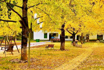 【季节限定】韶关拼车一日游·南雄帽子峰银杏+珠玑古巷梅关古道【帽子峰旅游景区：森林覆盖率86.6%，秋季银杏金黄，有