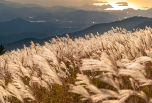大阪出发：和歌山小众生石高原+白崎海洋公园+纪三井寺一日游【9人小团丨和歌山小众路线丨范围内可接送丨门票全含丨多语言司兼导】