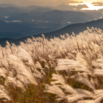 大阪出发：和歌山小众生石高原+白崎海洋公园+纪三井寺一日游