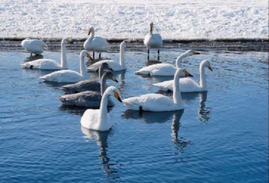 【舒适大巴团】天鹅湖+布鲁维斯+韩乐坊威海8大网红景点一日游【[服务保障]舒适空调大巴车，导游全程讲解，纯玩无购物，无隐形消费】