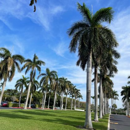 美国迈阿密-大沼泽地国家公园-迈阿密滩-野生动物与美景私享行