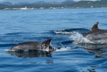 济州岛【M1971游艇追海豚】西南G线一日游柱状/射击/涯月【济州岛西南G线游艇一日游：M1971游艇追海豚/柱状节理带-山茶花之丘/实弹射击（2选1）-涯月】