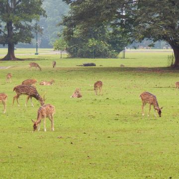 【中文司机包车游】雅加达+茂物植物园+茂物野生动物园