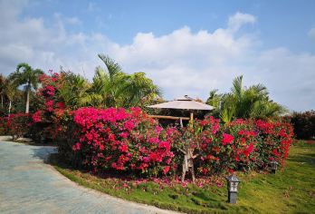 海南东方市海南花梨谷+鱼鳞洲+鳄珍鳄鱼园一日游-可英文服务【花梨谷幽藏木中黄金，鱼鳞洲奇石挽浪千叠，鳄鱼园惊现史前巨兽，琼西三珍各展风华。】