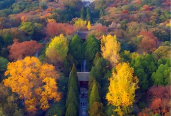 南京明孝陵2小时大咖人工讲解丨私家团--寻访金陵限定秋色【精致私享包团，时间自由，行程独立，私家体验！】