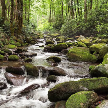 美国亚特兰大-大烟山国家公园-12h【中文专车-惬意舒适】