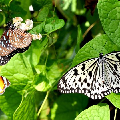 虫鸣大地+升旗山(快速缆车票)半日游