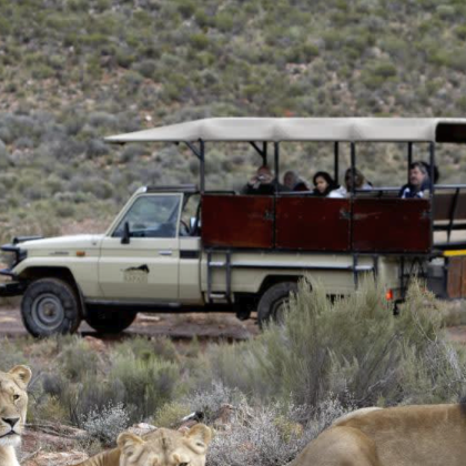 南非阿奎拉私人野生动物保护区全日游览【含非洲五霸】