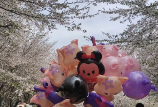 贵州平坝樱花一日游【万亩樱花园+专属入园通道+网红打卡地】【{贵州本土旅行社}贵州本土10年旅行社+一手资源+贴心管家服务】