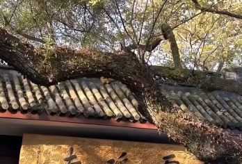 杭州西湖-灵隐寺-雷峰塔一日游(可英文服务/多车型可选)【水墨西湖，一眼千年，领略诗意湖光山色】
