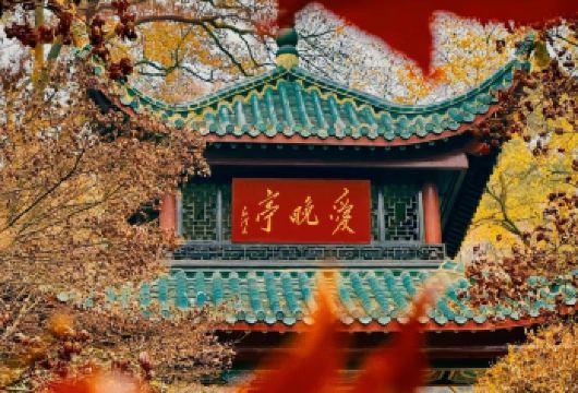 岳麓山+爱晚亭人工讲解1.5H+往返环保车+门票代预约【[门票代约]场次任选，精品小团20人】