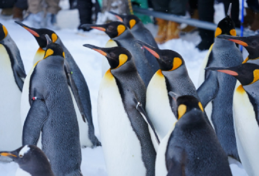 日本北海道旭山动物园+美瑛千代田牧场（可选雪摩托）+精灵阳台【走访人气爆棚的旭山动物园，近距离感受北国动物们的活力与魅力】