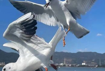 【纯玩·休闲游】昆明石林一日游【云南旅游5A 景点石林-感受几亿年的海底世界。】