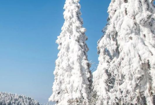 重庆武隆仙女山直通车【冬游玩雪 纯玩无购物 重庆市区往返】【[省心出行]直通车拼车出行，直达仙女山镇游客中心，大小同价（一人一座）】
