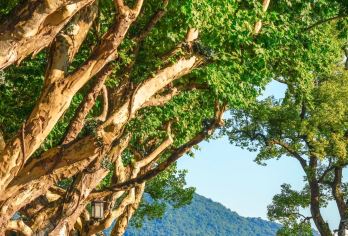 【10人小团】杭州西湖雷峰塔+品藕粉+登三潭印月岛半日游【登雷峰塔俯瞰西湖胜景：专业讲解带您穿越千年诗意杭州】