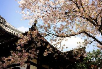 日本大阪+京都+ 奈良公园一日游/行程可调-可定制多日【包车一日游，解锁旅行新方式！独立车辆配备经验丰富的老司机，为您量身打造专属行程。】