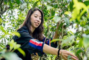 勐海古茶山雨林徒步一日游【精品团型+采茶制茶体验+中餐】【[寻“野”之旅]每一帧都是风景、路线需要徒步进行、体验感丰富、背上背萝和我一去上山采茶趣】