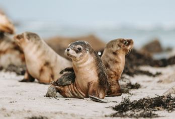 【圣诞可订】 阿德莱德袋鼠岛+海豹湾一日游中文可选市区接送【袋鼠岛/袋鼠岛野生动物园/海豹湾栈桥/看海豹/神奇岩石/旗舰拱门/市区酒店接送/中央巴士总站集合点】