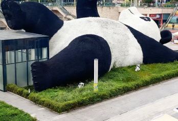 【私家团】卧龙熊猫+都江堰+仰天窝+蓝眼泪一日游【[私家出行，不与陌生人拼团]】