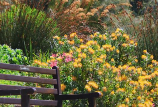 南非开普敦康斯坦博西植物园-企鹅海滩-好望角一日游【欣赏精致的花园艺术】