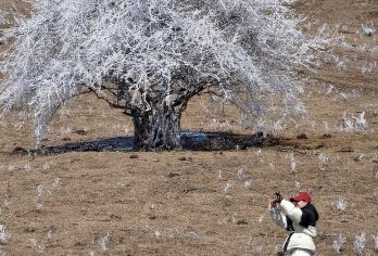 卧龙云中牧场一日游 云海牛羊+高山草甸【纯玩无购物无套路，游玩时间充足】