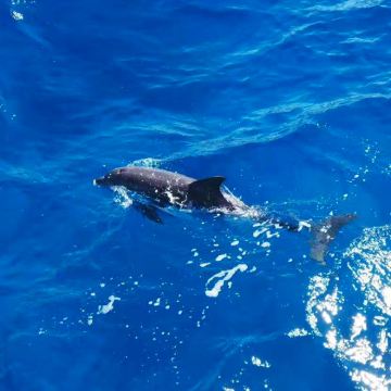 埃及红海追海豚一日游 中文导游 红海出海浮潜游艇珊瑚礁含午餐