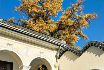 橄榄游●总统府1.5小时人工讲解 网红资深导游精讲【[橄榄游讲师团]他们博古通今，幽默睿智，善于挖掘文物背后的故事，用有趣的方式还原历史真相！】