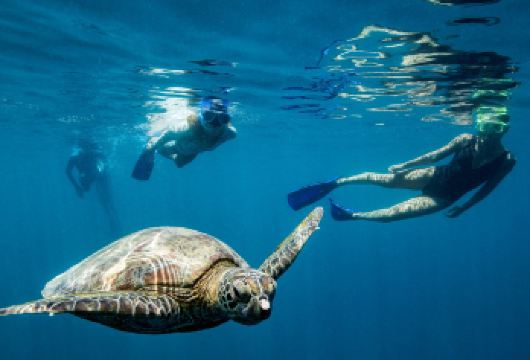 新年早鸟必囤  圣灵群岛汉密尔顿岛/艾尔利出发哈迪礁港一日游【可选套餐[心形礁·哈迪大堡礁+含浮潜+半潜艇+可选艾利滩/汉密尔顿往返]可选飞机出行往返。】