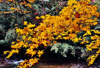 成都龙苍沟叠翠溪景区纯玩一日游+超美秋色+林间徒步【车上破冰互动，结识同好，告别独自出行的孤单与不便】