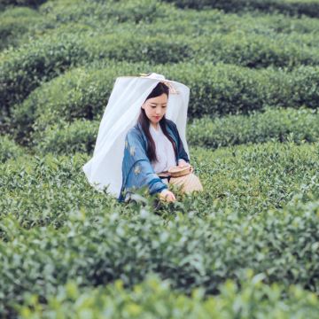【隐逸茶生活】西溪秘境摇橹船+龙井采茶（可选换装旅拍）一日游