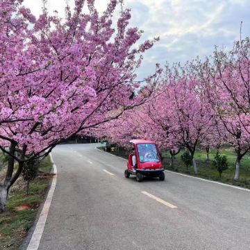 常宁百万樱花园一日游【赏花 常宁春天踏青烂漫之旅】