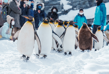 9人小团·旭山动物园+白须瀑布+圣诞树+森林精灵露台一日游【[网红旭山动物园]日本最北端的动物园，萌化了的小动物散布在各个角落。】