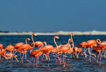 墨西哥坎昆粉红湖+火烈鸟风景区【私家包车+南美全线定制】【尊享一对一高端行程定制，多日豪华包车专属礼遇，专业旅行顾问24小时恭候垂询。】