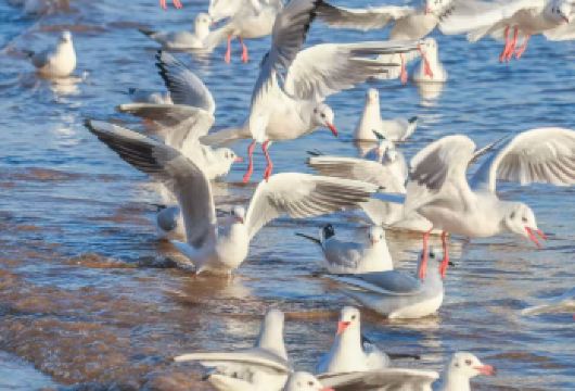 购物全额退·青岛12大景点·栈桥喂海鸥·6人小团·上门接送【市区酒店上门接◆一天玩转青岛市区精华景点◆真正做到12大景点通通包含！】