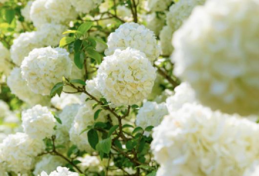 武康路-安福路-上海千古情5座/7座可选包车游【1单1团·纯玩·专车 上门接送】