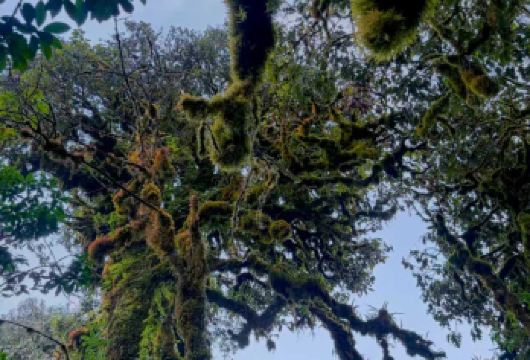 持证领队丨高黎贡徒步千年古树毛毛球森林3/6/9公里任选【[专业+安全]双认证专业领队携专业徒步装备+医疗包+补给路餐带您沉浸穿越原始森林，全程讲解科普】