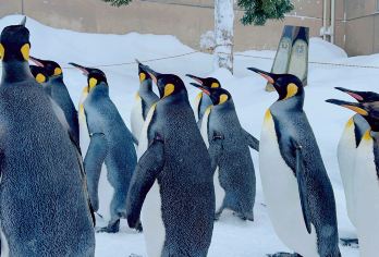 日本札幌往返旭山动物园富良野/可小樽登别北海道多日包车-精选【包车一日游，解锁旅行新方式！独立车辆配备经验丰富的老司机，为您量身打造专属行程。】