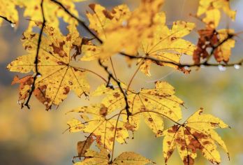 龙苍沟天生桥一日游【休闲游览+超绝秋景+原始森林+天然氧吧】【[服务保障]品质纯玩+专业户外领队；多年老司机，正规旅游大巴，保证1人1座；旅游意外险】