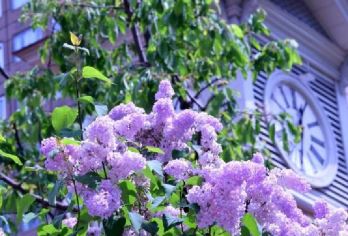 日本北海道+登别熊牧场+洞爷湖一日游/行程可调-可定制多日游【专属客服和本地中文司机，一家一团包车】