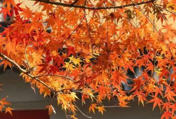 【秋日限定】南京栖霞山半日游 场次可选【[精选景点]体验大自然的美】