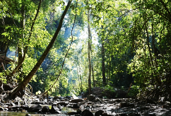 基诺山雨林徒步l高端限流路线+刺激网红项目+酒店上门接送【上门接送 自选时间 纯玩无购物 超好玩出片向导】
