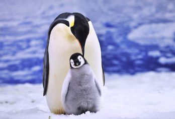 【18人小团】老虎滩海洋公园+棒棰岛1日跟团游*赠送浪漫夜景【[精华景点]畅游天然氧吧棒棰岛，5A级景区老虎滩海洋公园，与海洋极地动物亲密接触。】