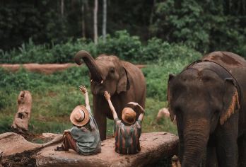 泰国清迈秘密大象营一日游：搭配粘粘瀑布/竹筏漂流/夜间动物园【大象营+粘粘瀑布：半日游，景区内中文讲解，为大象做泥浆浴及SPA】