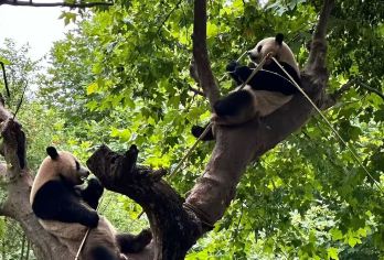 成都市内一日游（推荐：大熊猫基地/人民公园/宽窄巷子/锦里）【可选外语导游|专车接送|行程可调|可定制行程】