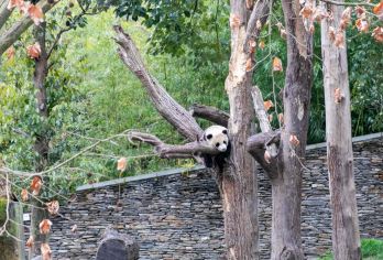 【成都往返】卧龙中华大熊猫苑神树坪基地一日游【[忠于承诺]：纯玩无购物，放心出游，时间只花在景点】