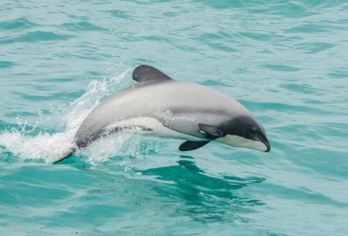 新西兰·基督城阿卡罗阿追逐海豚+巨人之家+莎玛拉羊驼牧场之旅【不用拼车，专享包车自由出行】