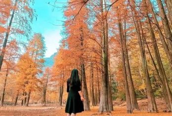 卖柴岙--徒步秋色古道，寻觅醉美水杉林，走访高山梯田茶园【隐秘在江南的喀纳斯】