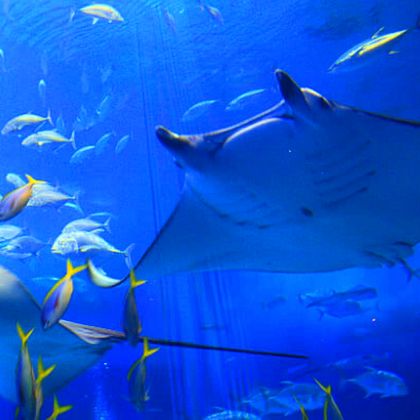 日本冲绳美丽海水族馆一日游