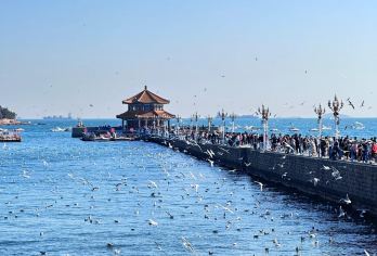 青岛啤酒博物馆+小麦岛+五四广场+八大关一日活动-日/韩语服务【可提供英文/韩语/日语导游服务-往返接送-可选导游-可代订门票】
